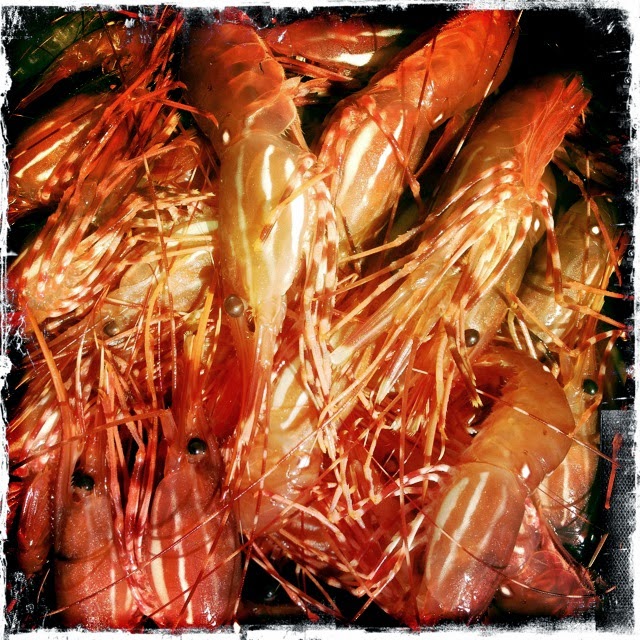 Spot Prawns