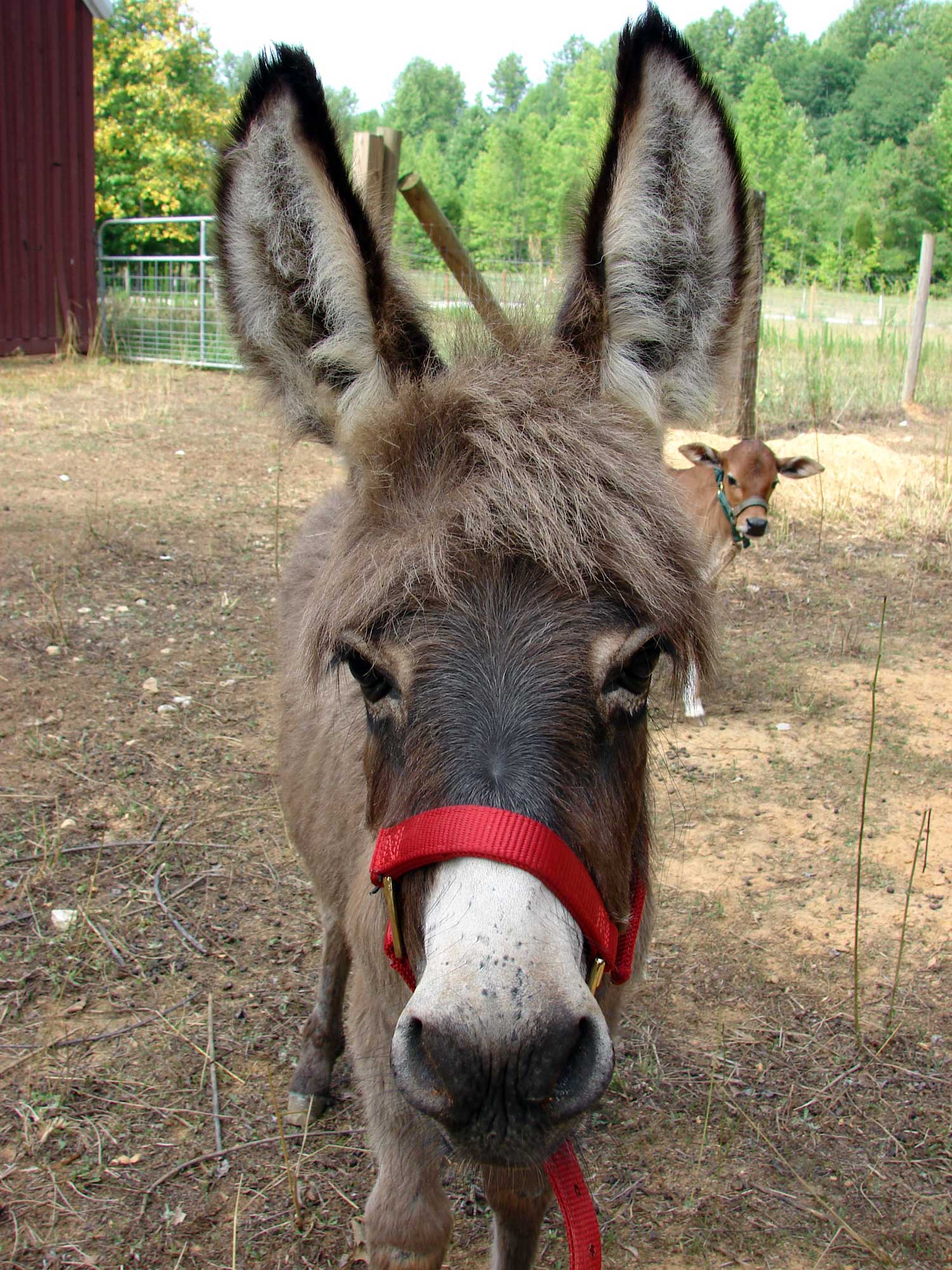 donkey-donkey