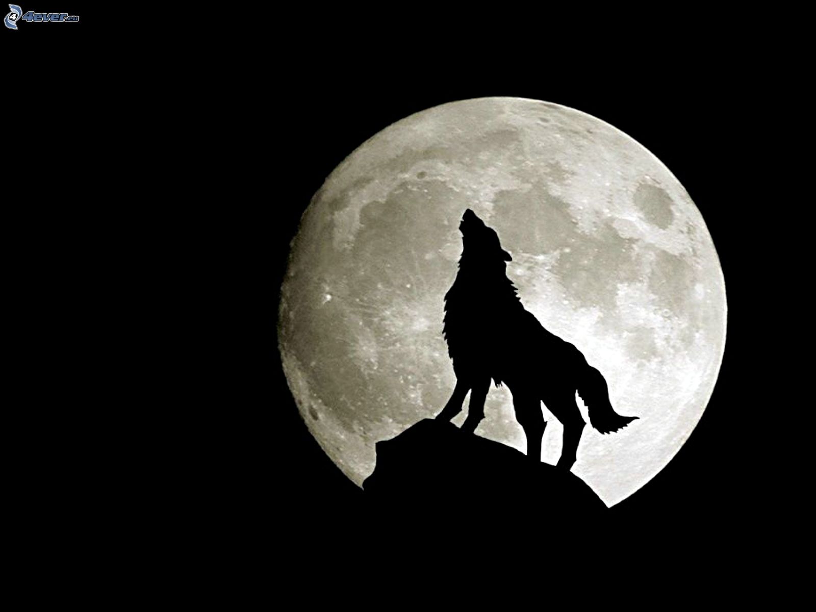 wolf howl, moon, silhouette, full moon 159922